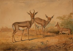 Persian Gazelle